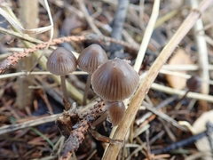 Mycena septentrionalis