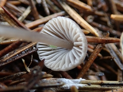 Mycena septentrionalis