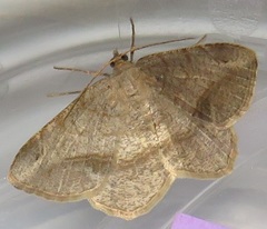 Chiasmia brongusaria