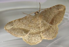 Chiasmia brongusaria