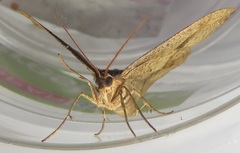 Chiasmia brongusaria