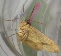 Chiasmia brongusaria