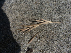 Bromus sitchensis sitchensis