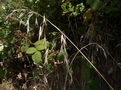 Bromus sitchensis sitchensis