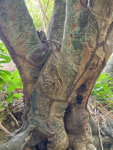 Annona montana