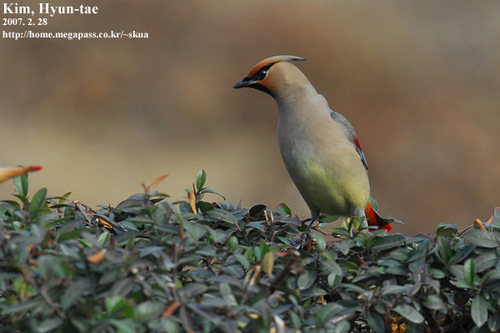 Japanese Waxwing