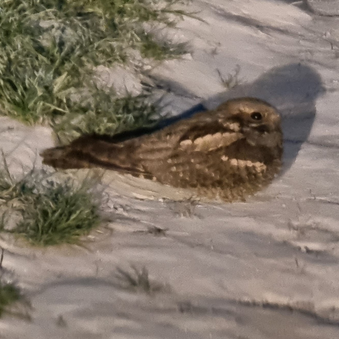 European Nightjar