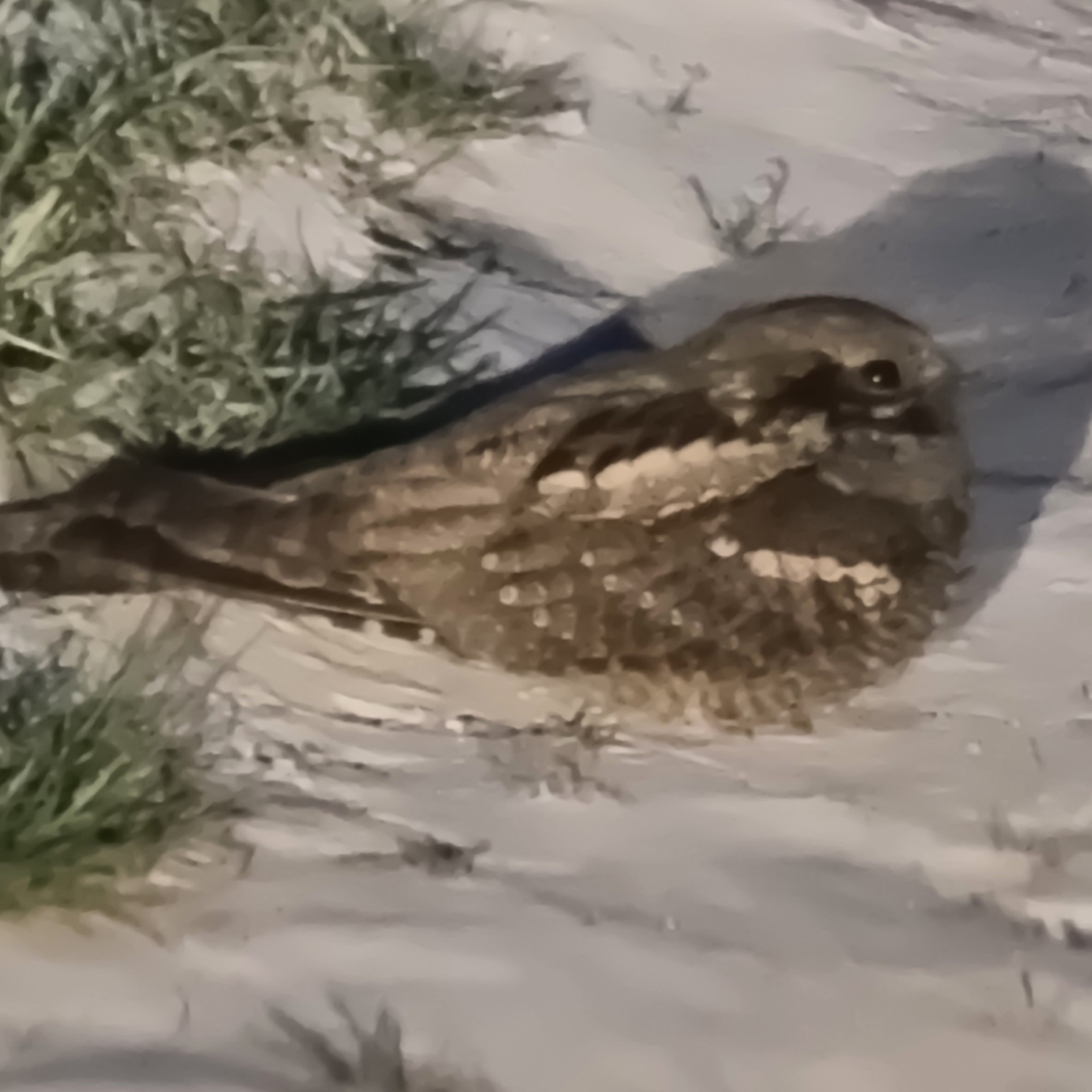 European Nightjar