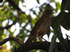 Turdus grayi