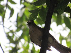 Turdus grayi