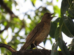 Turdus grayi