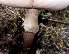 Amanita brunneolocularis