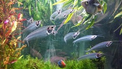 Kryptopterus vitreolus