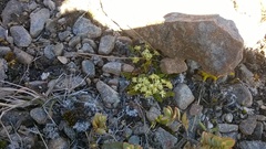 Anisotome flexuosa