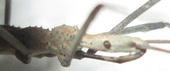 Leptodema