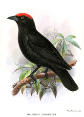 Red-Crowned Malimbe photo 3