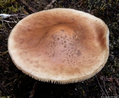 Amanita brunneolocularis