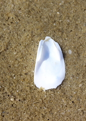 Crepidula plana