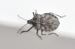 Brochymena affinis