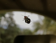 Alagoasa trifasciata