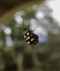 Alagoasa trifasciata
