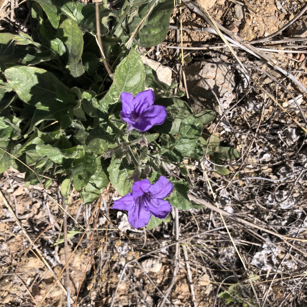 Ruellias from Saguaro National Park, Tucson, AZ, US on May 4, 2023 at ...