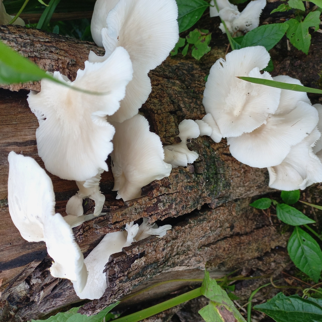 Pleurotus pulmonarius · May 2023 · photo: © patricia_mees (iNaturalist, cc-by)