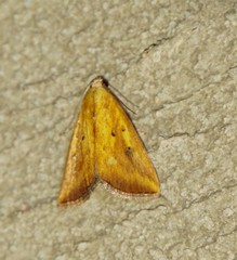 Marimatha tripuncta