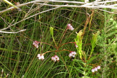 Erica polifolia