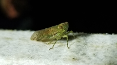 Calyptoproctina