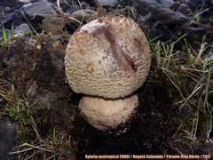 Amanita brunneolocularis