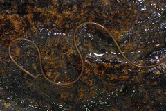 Gordioidea