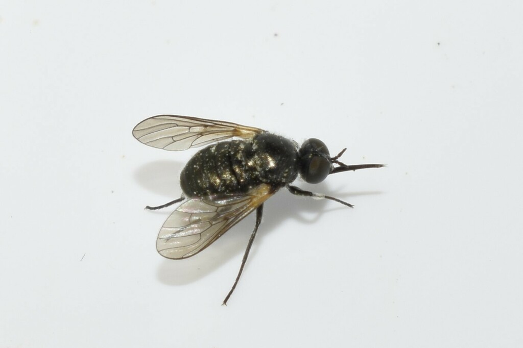 Usia greatheadi