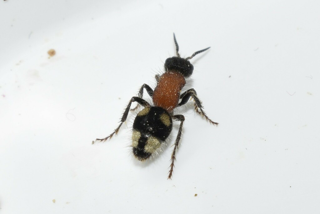 Trogaspidia catanensis