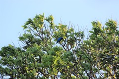Cotinga amabilis