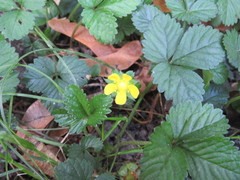 Potentilla indica