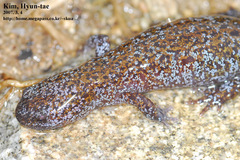 Hynobius leechii