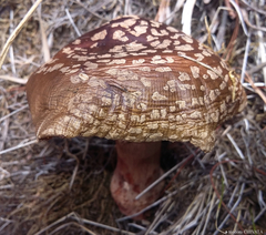 Amanita brunneolocularis