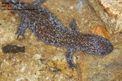 Hynobius leechii