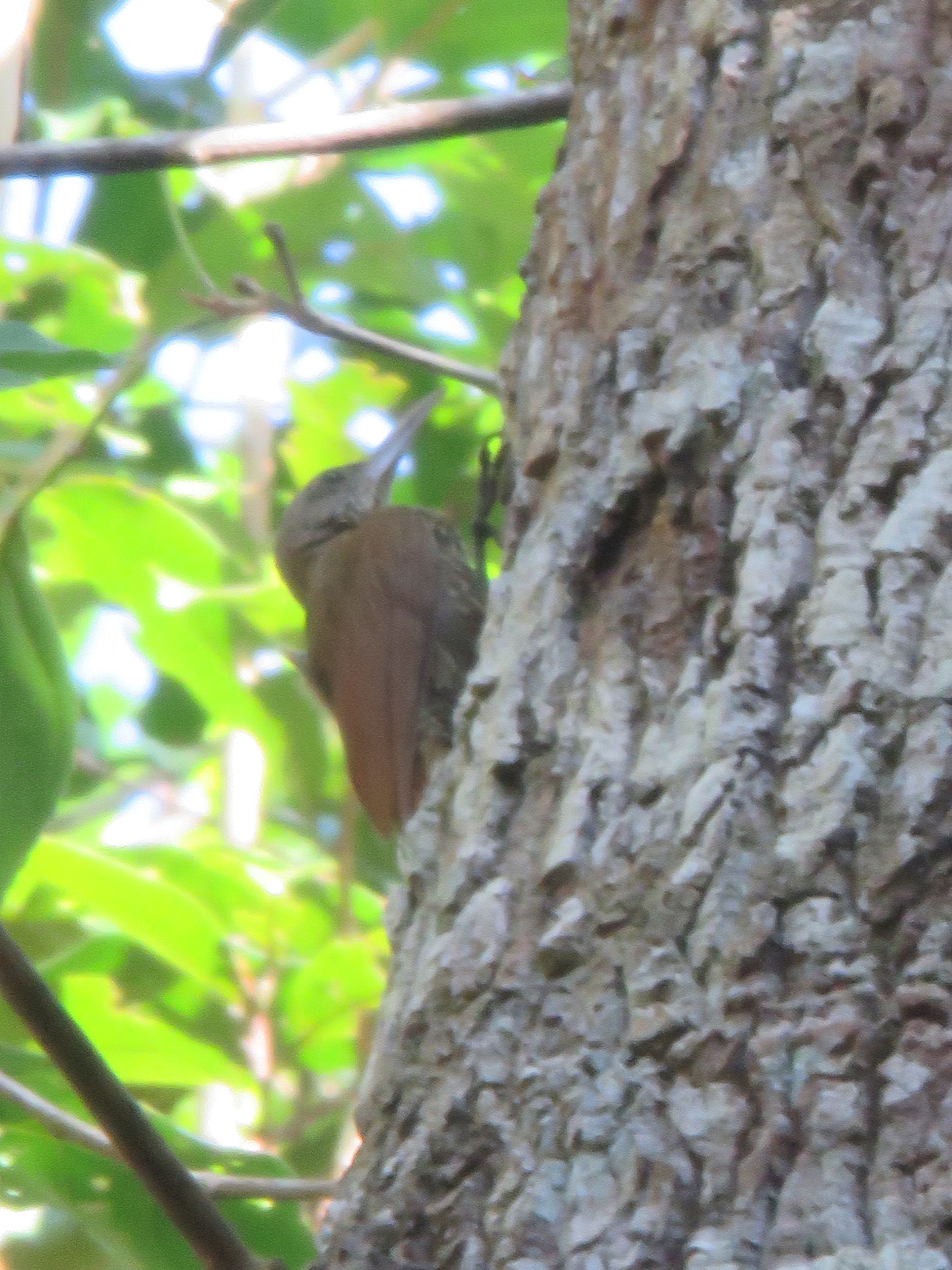 Ocellated Woodcreeper (Xiphorhynchus ocellatus), photo 7