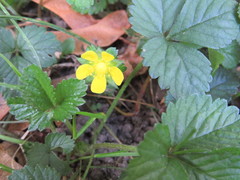 Potentilla indica