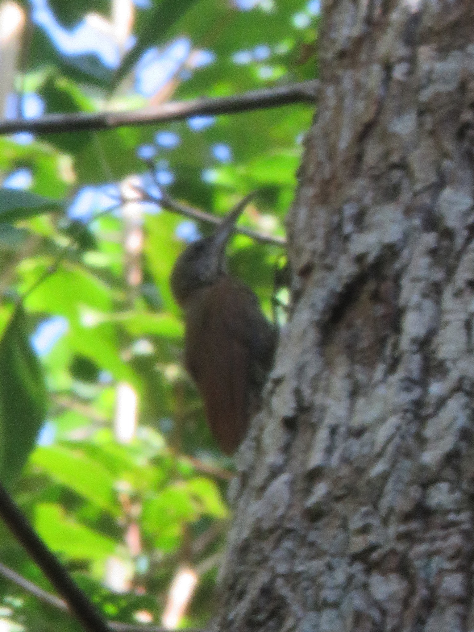 Ocellated Woodcreeper (Xiphorhynchus ocellatus), photo 8