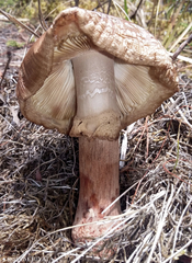 Amanita brunneolocularis