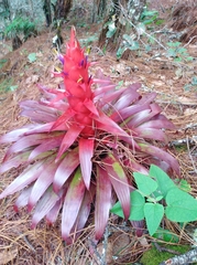 Tillandsia imperialis