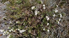 Pimelea oreophila lepta