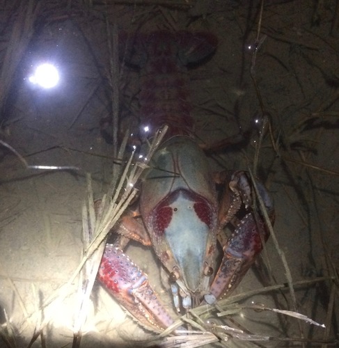 Southern Plains Crayfish