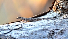 Lygodactylus chobiensis