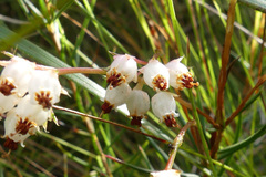 Erica polifolia