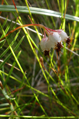 Erica polifolia