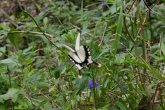 Papilio dardanus